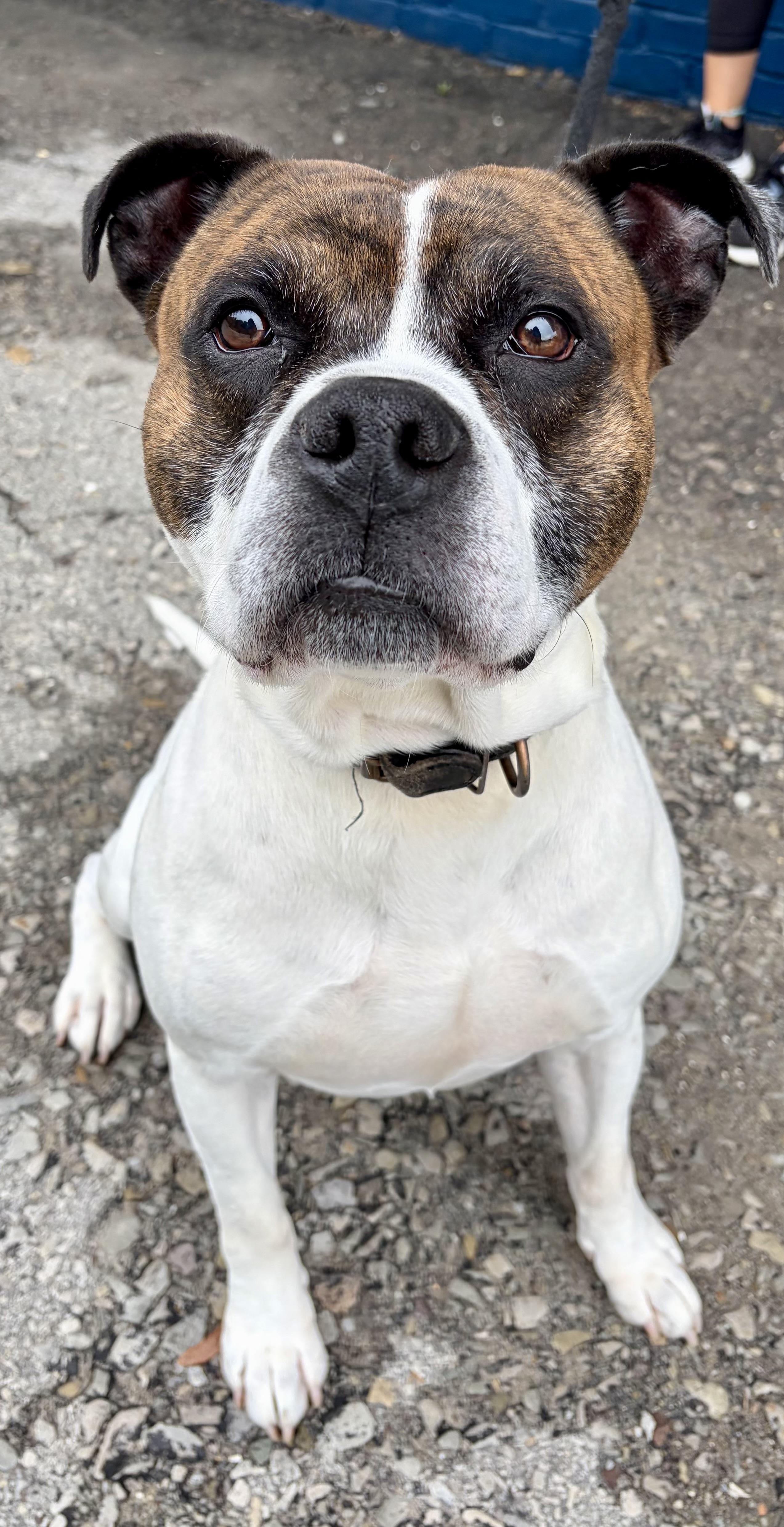 Gus, a ADOPTABLE American Bulldog in McKeesport, PA image 4/6