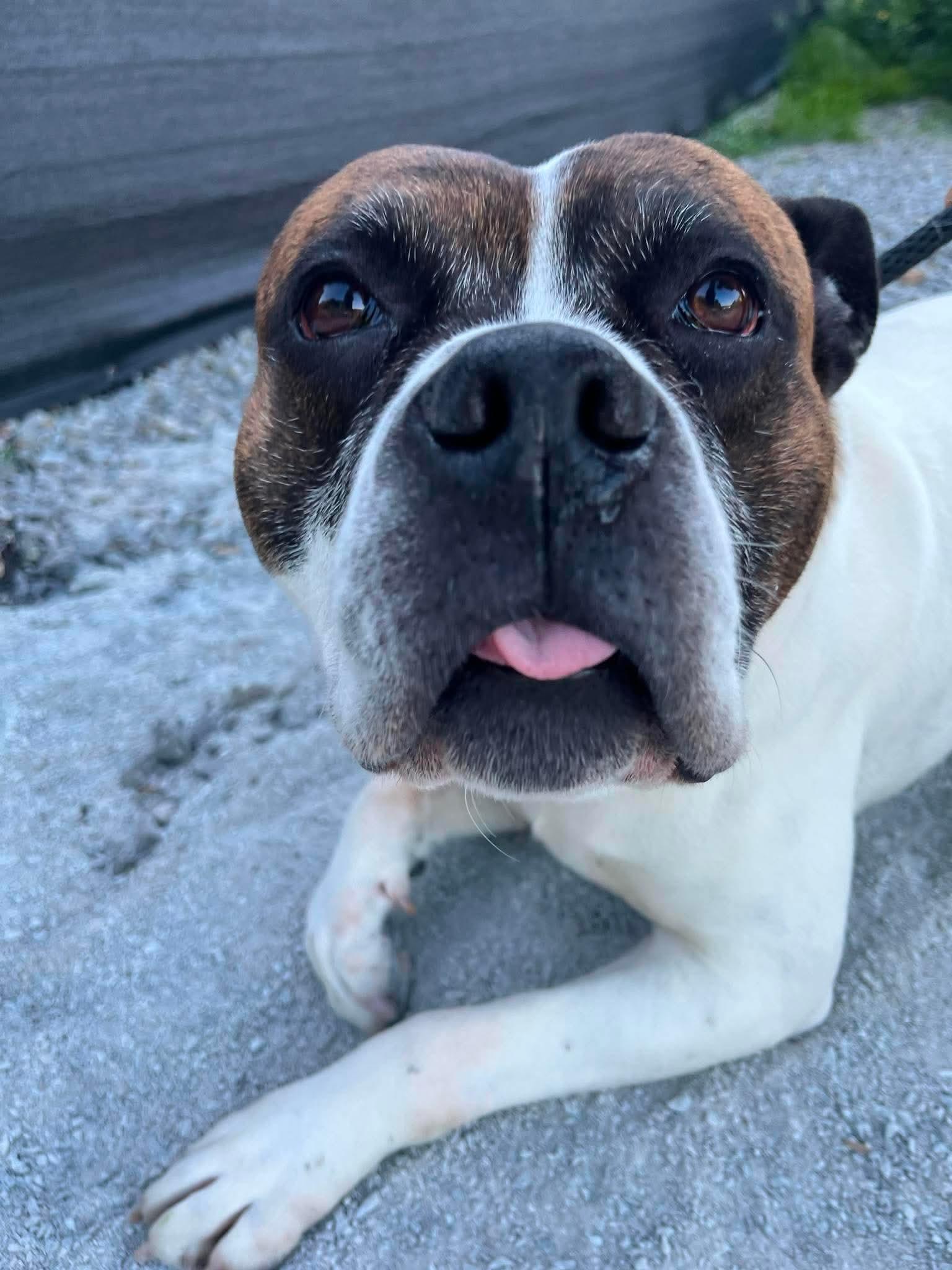 Gus, a ADOPTABLE American Bulldog in McKeesport, PA image 6/6