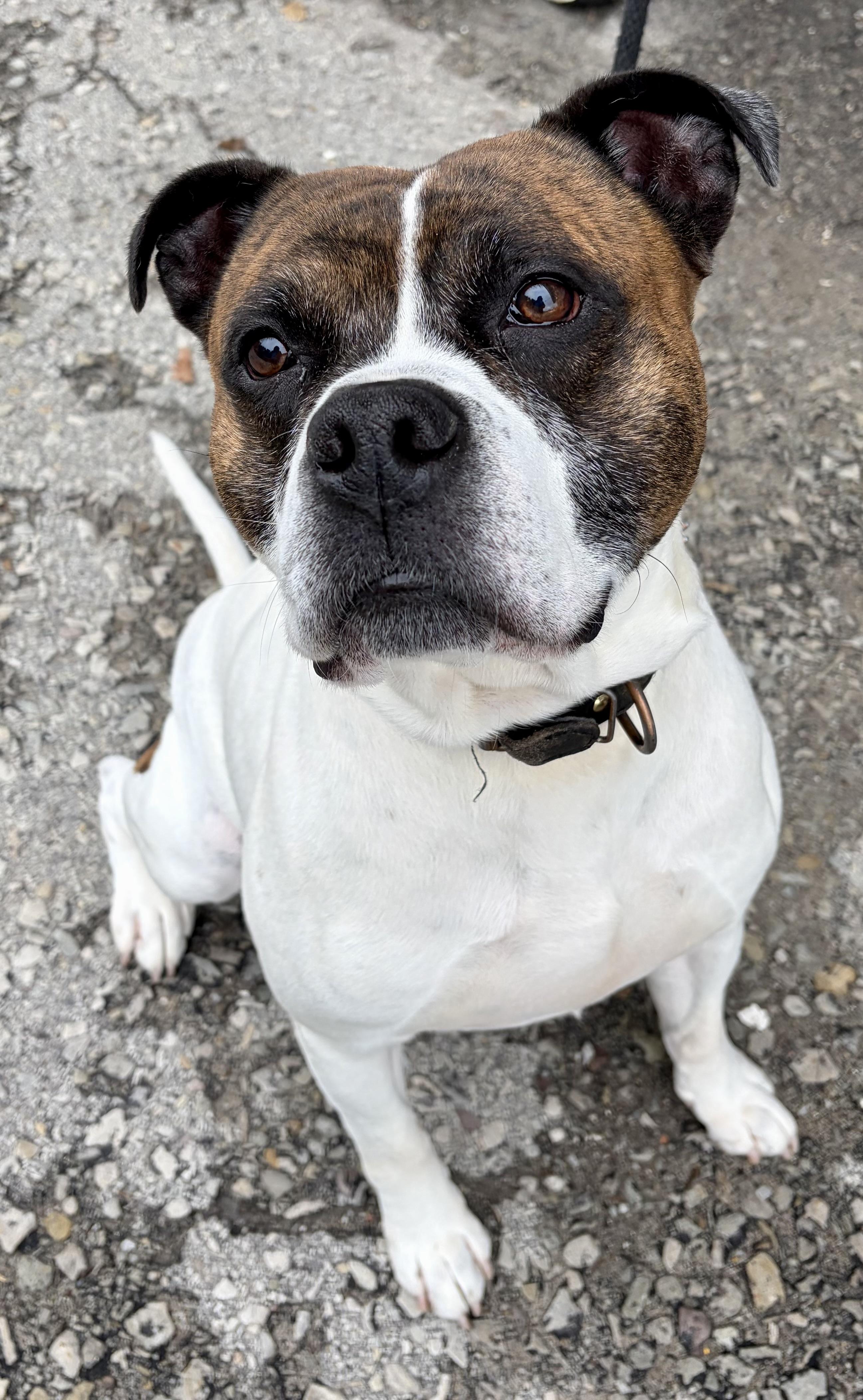 Gus, a ADOPTABLE American Bulldog in McKeesport, PA image 2/6