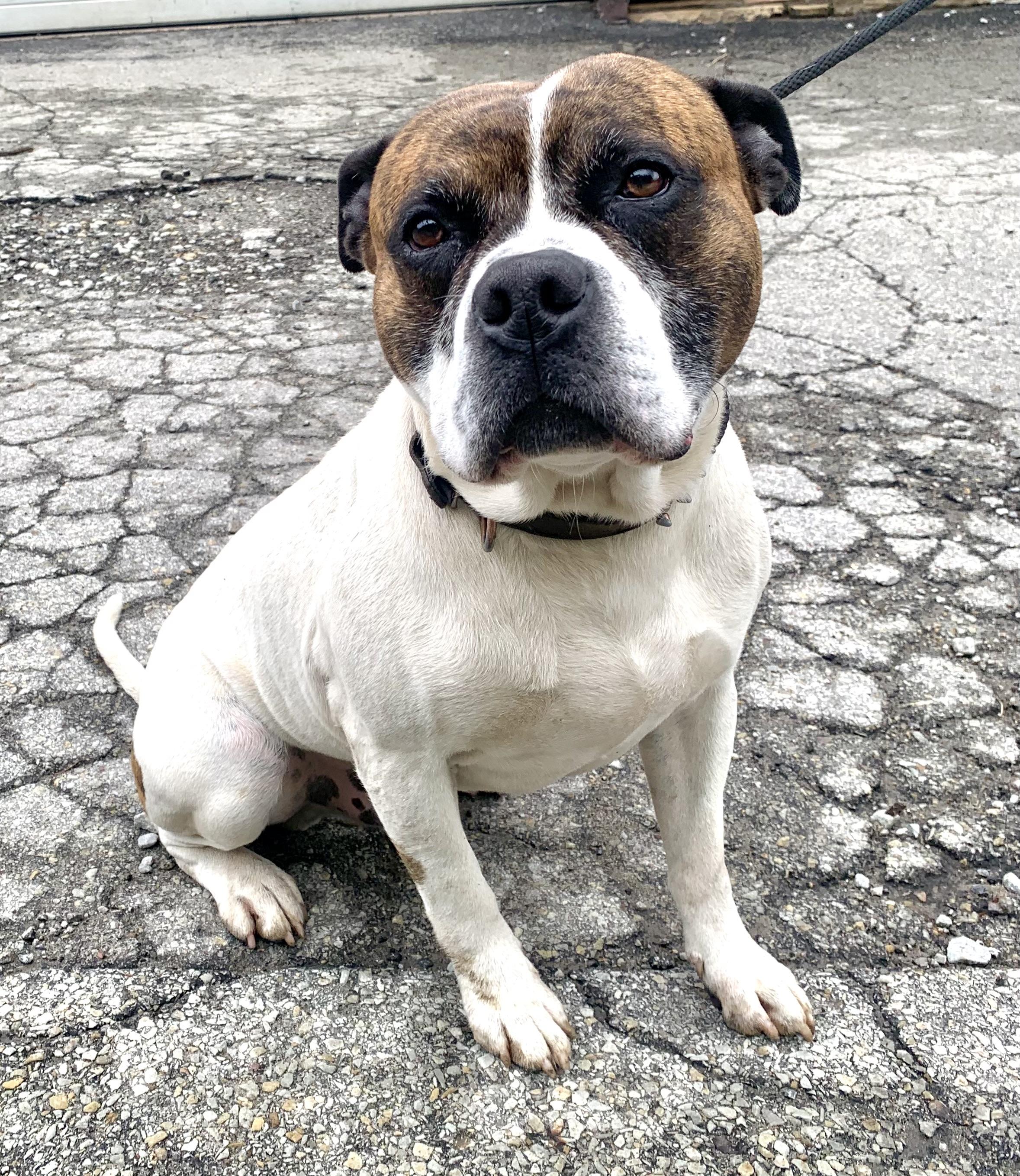 Gus, a ADOPTABLE American Bulldog in McKeesport, PA image 6/6