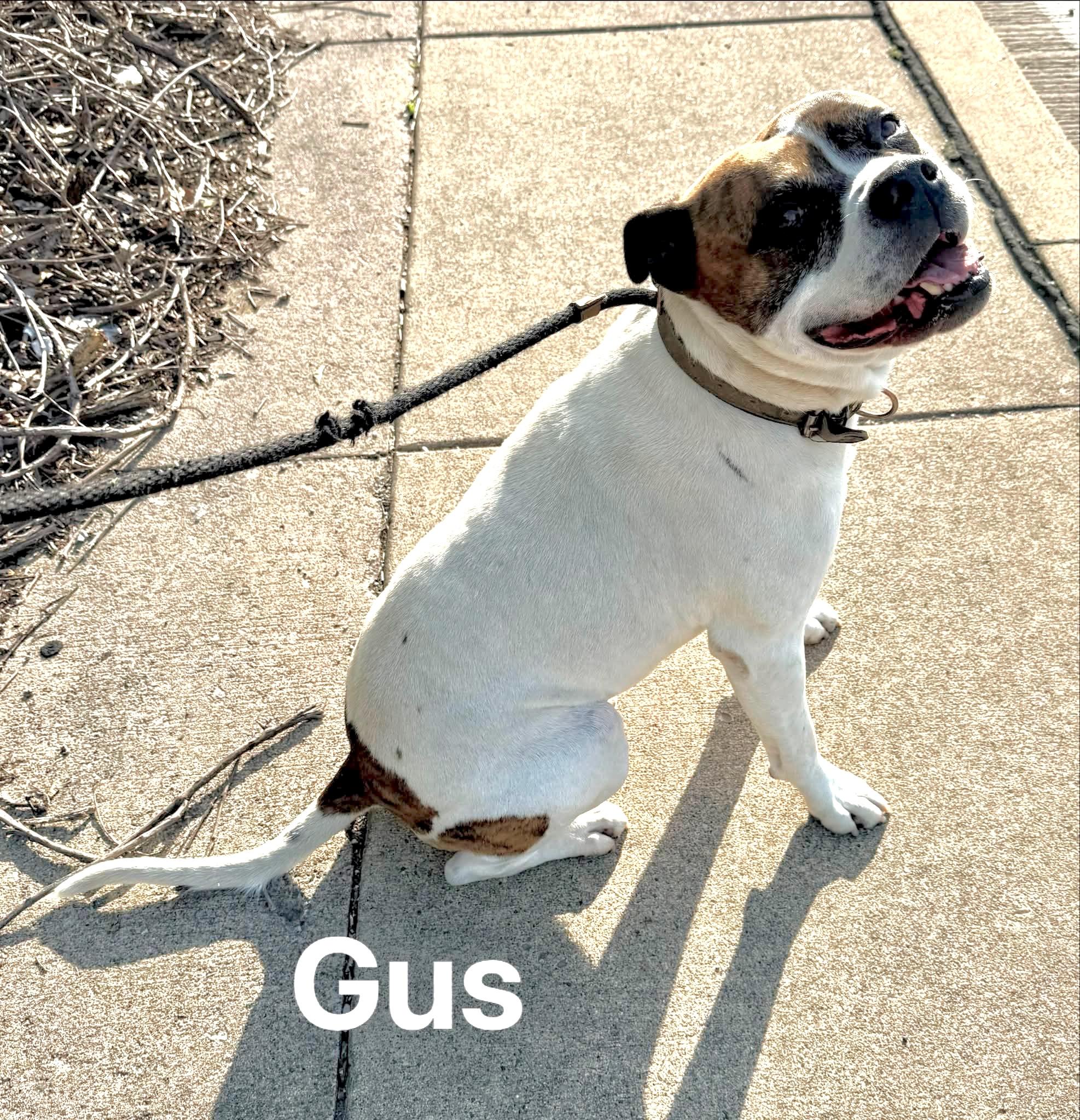 Gus, a ADOPTABLE American Bulldog in McKeesport, PA image 5/6