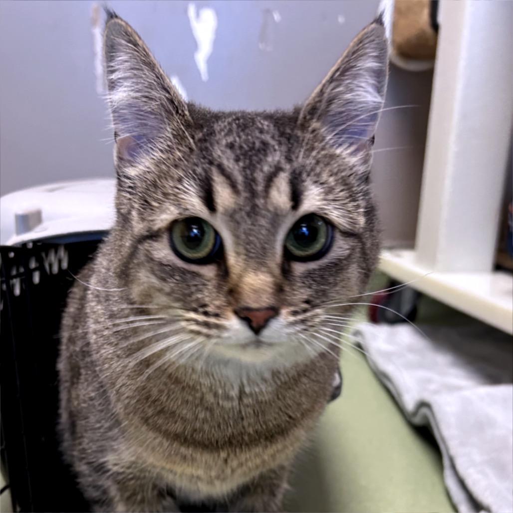 Enlarge Vestie, a Adoptable Domestic Short Hair in Norman, OK image 1/1