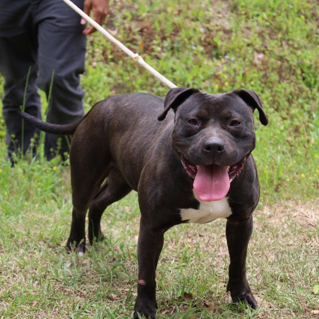 Enlarge Kimba, a Adoptable Mixed Breed in QUINCY, FL image 1/1