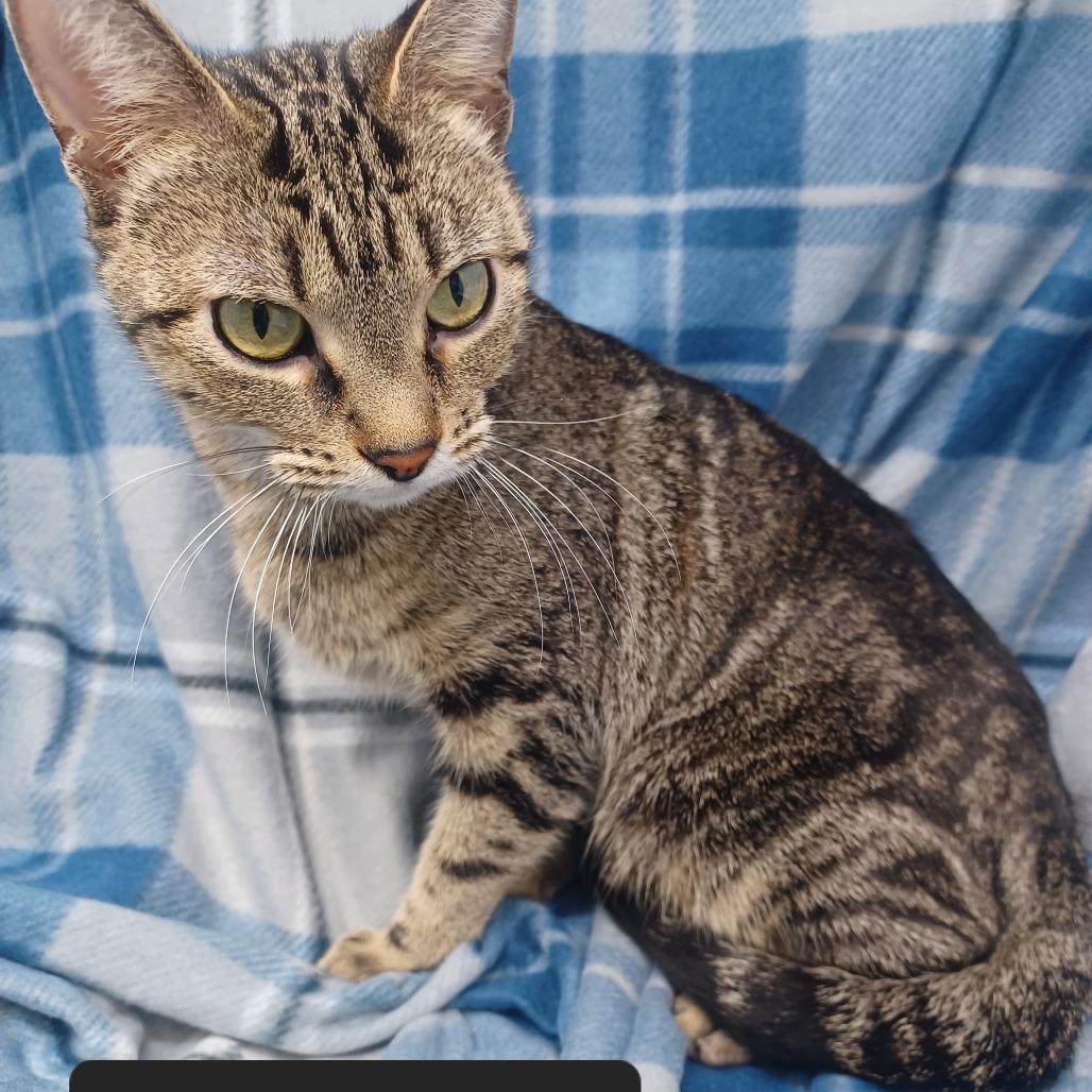 Slushie, Adoptable, Young Female Domestic Short Hair.