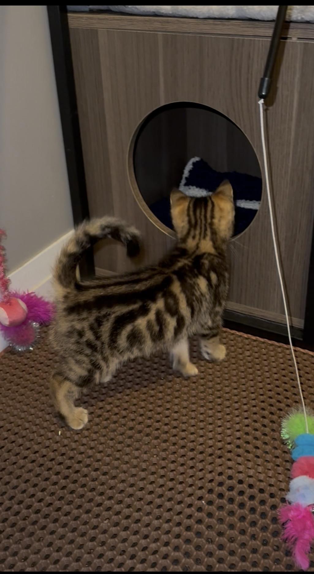 Posh Spice, a Adoptable Domestic Short Hair in Cambridge, ON image 2/3