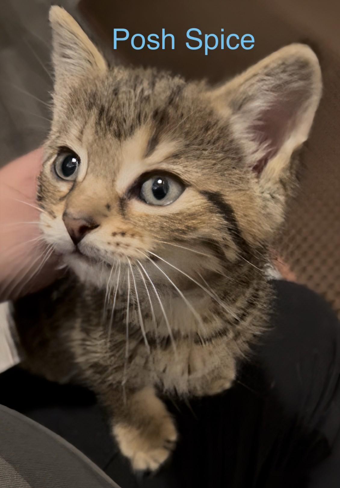 Posh Spice, a Adoptable Domestic Short Hair in Cambridge, ON image 3/3