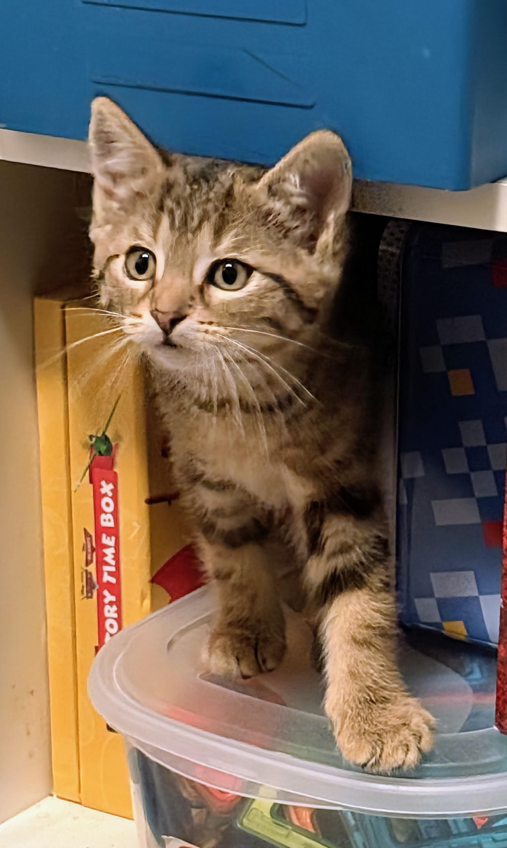 Posh Spice, a Adoptable Domestic Short Hair in Cambridge, ON image 1/3