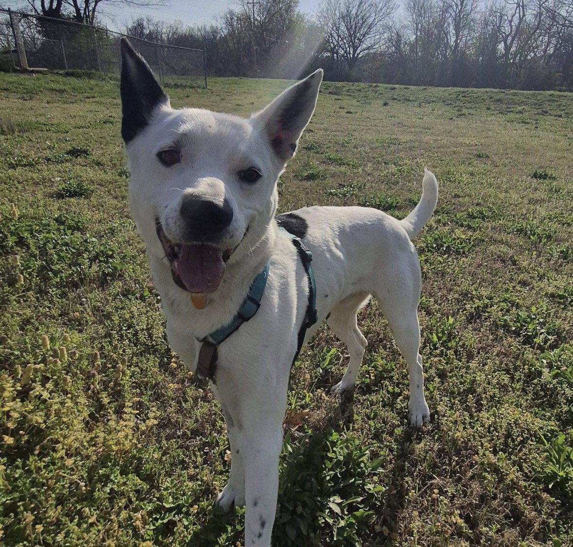 Enlarge Lane, a Adoptable mixed breed in Winter Park, CO image 1/3