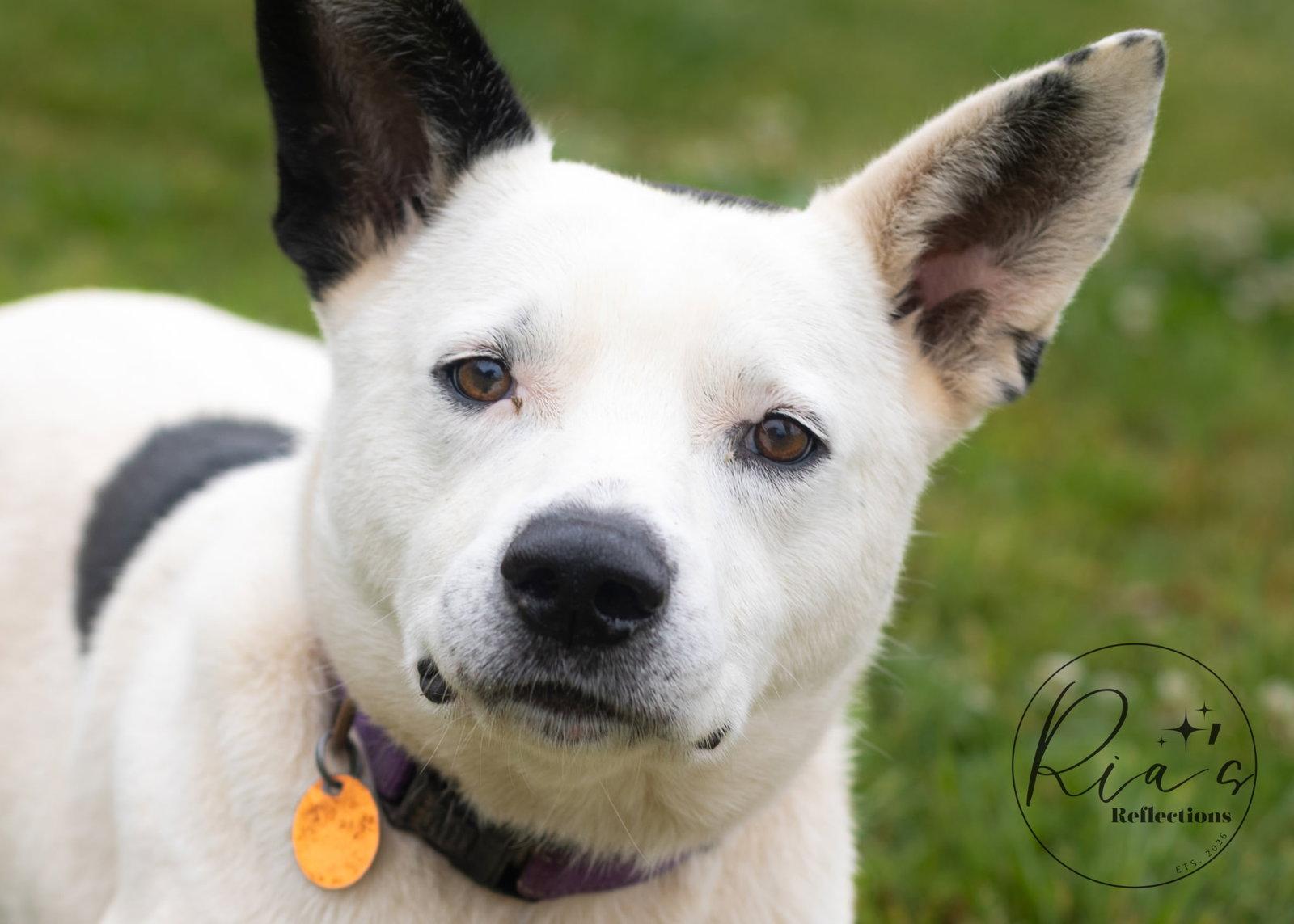 Enlarge Lane, a Adoptable mixed breed in Winter Park, CO image 2/3