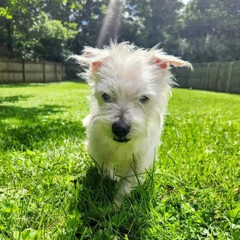 Priscilla, a ADOPTABLE mixed breed in Lexington, KY image 2/3