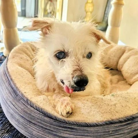 Priscilla, ADOPTABLE, Senior Female Maltese.