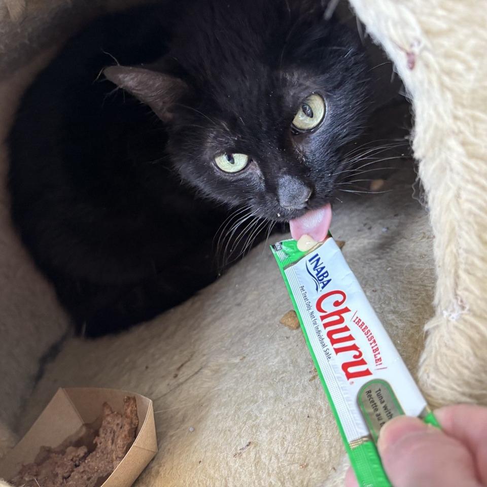 Enlarge Zeus, a Adoptable Domestic Short Hair in New York, NY image 3/6