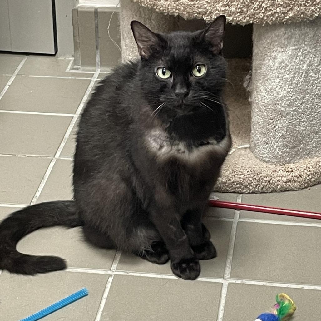 Enlarge Zeus, a Adoptable Domestic Short Hair in New York, NY image 4/6