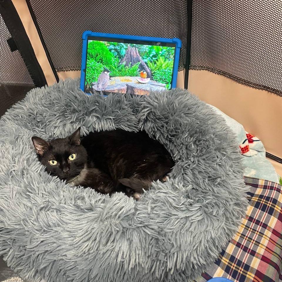 Enlarge Zeus, a Adoptable Domestic Short Hair in New York, NY image 5/6