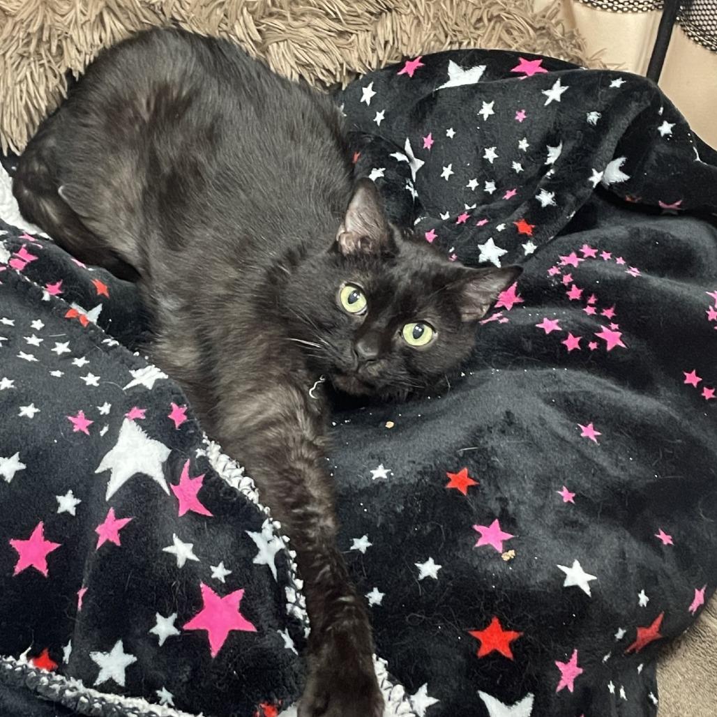 Zeus, a Adoptable Domestic Short Hair in New York, NY image 6/6