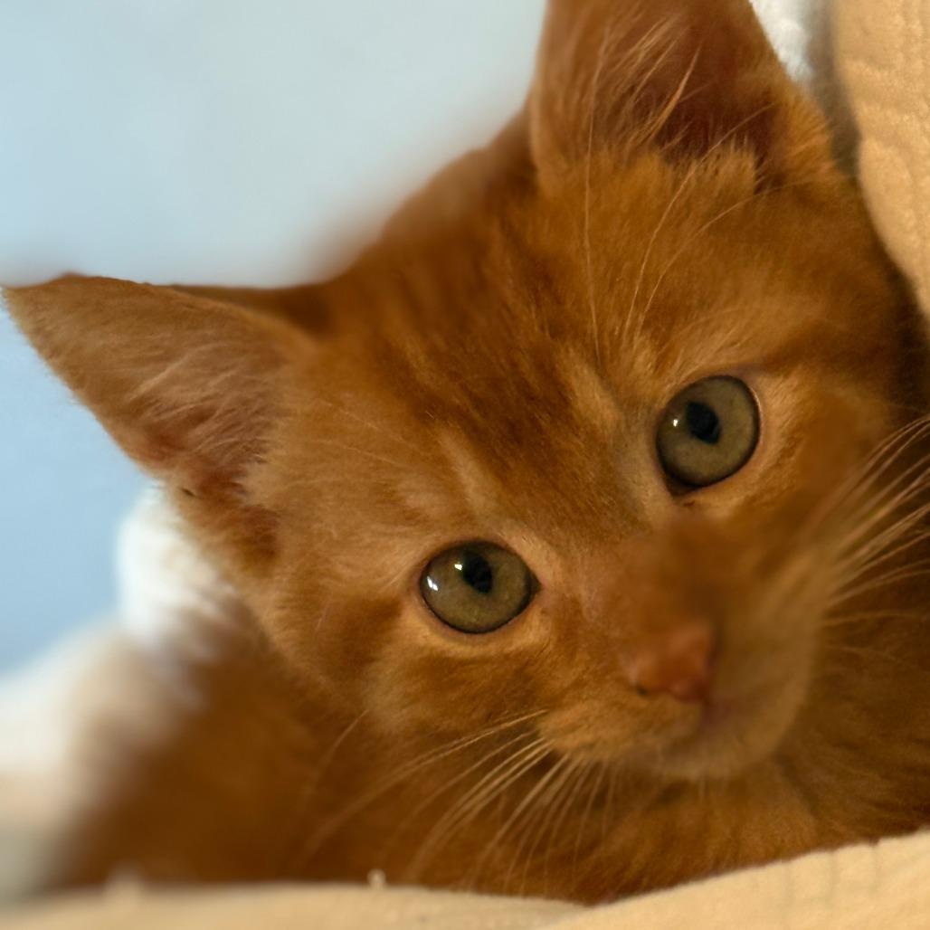 Big Red, Adoptable, Kitten Male Domestic Short Hair.