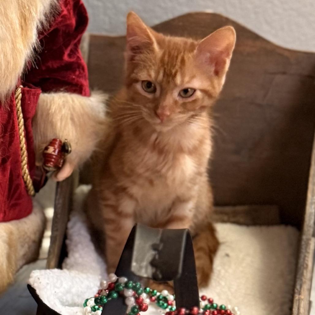 Enlarge Big Red, a Adoptable Domestic Short Hair in Leander, TX image 2/3