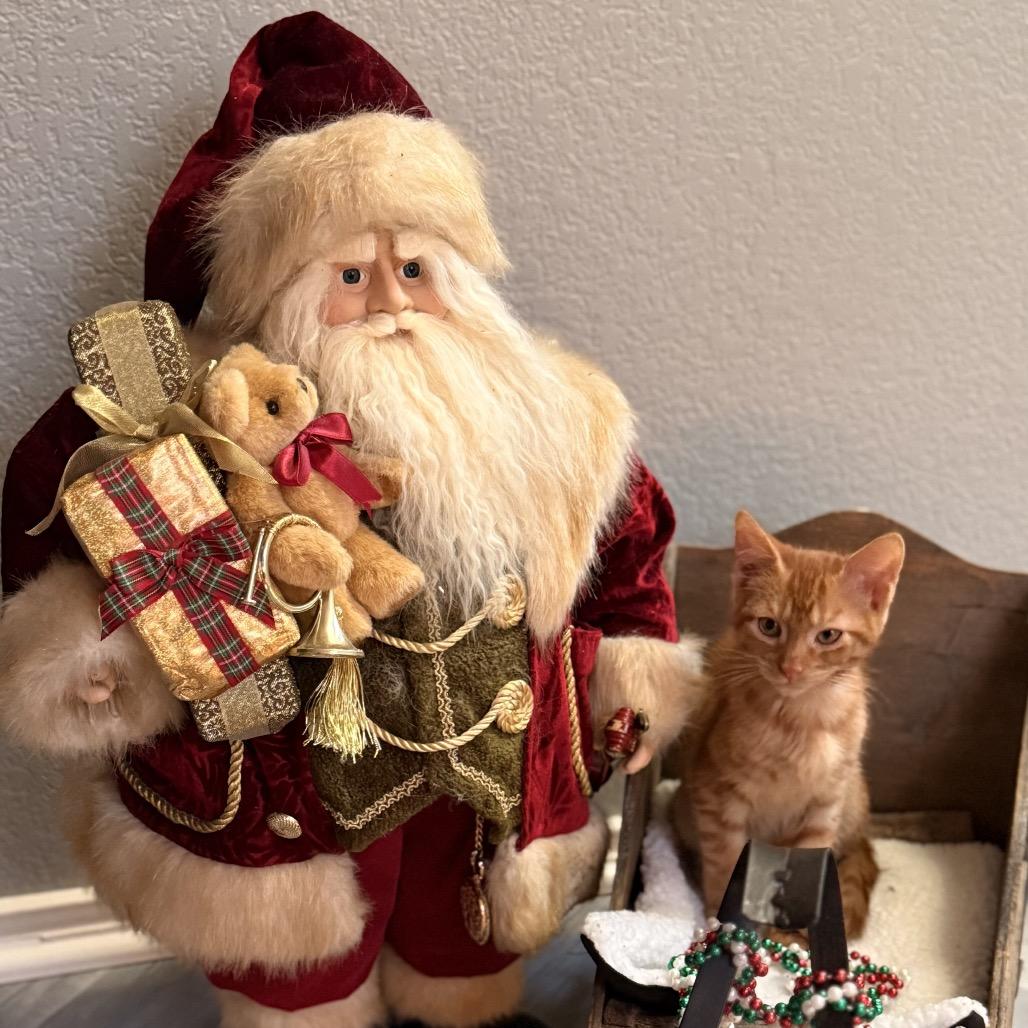 Enlarge Big Red, a Adoptable Domestic Short Hair in Leander, TX image 3/3