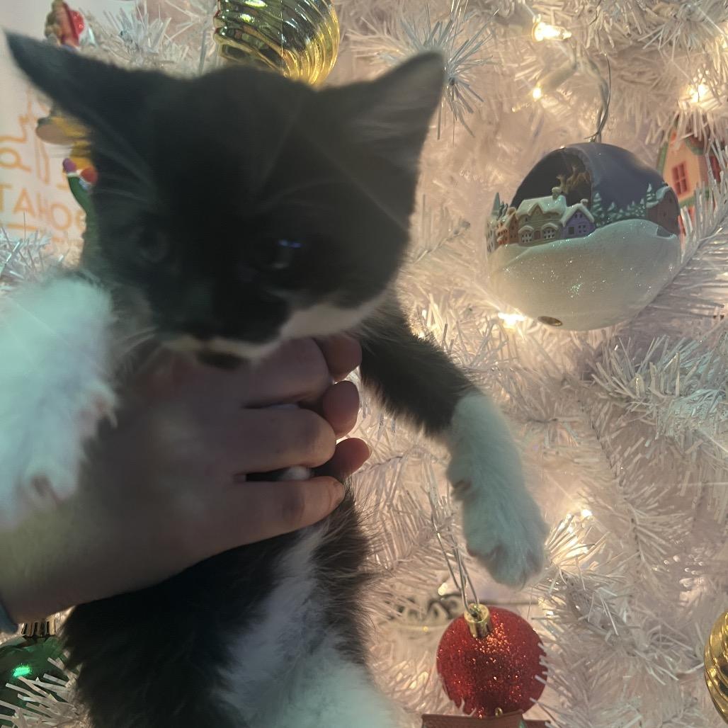 Mr. Fancy, Adoptable, Kitten Male Domestic Medium Hair.