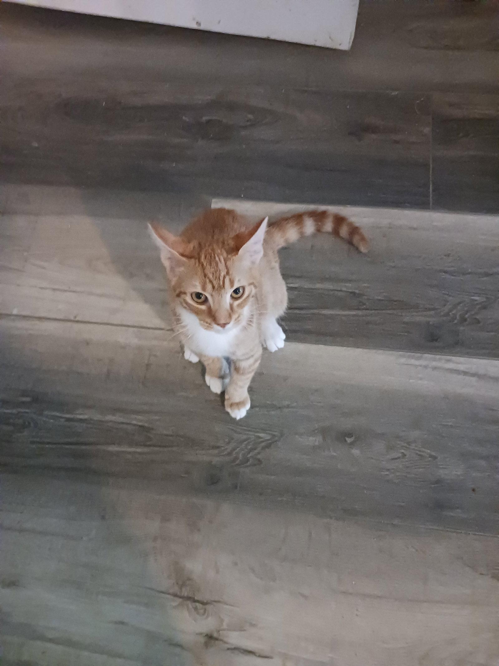 Fireball (3054), Adoptable, Kitten Male Domestic Short Hair.