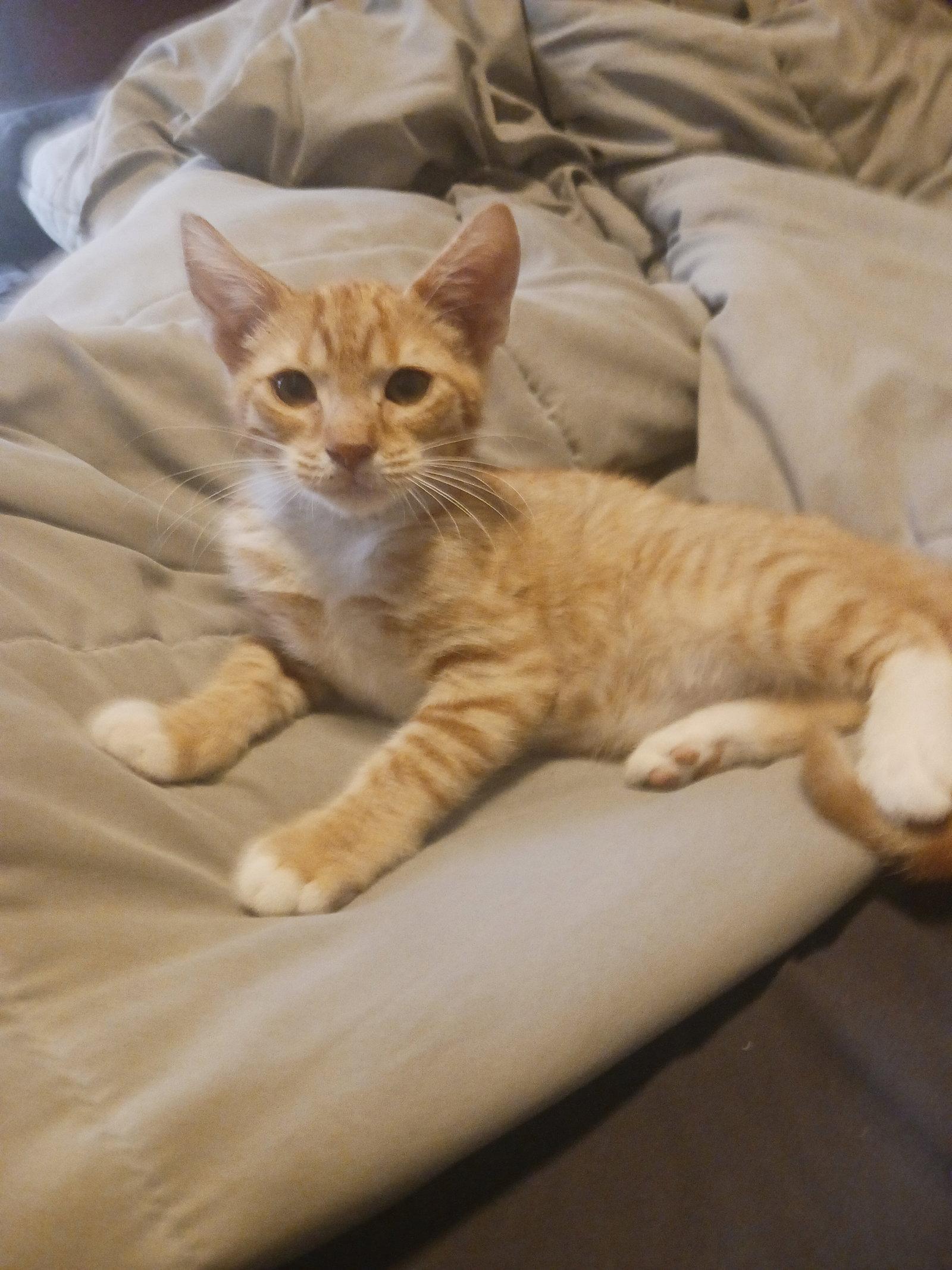 Enlarge Fireball (3054), a Adoptable Domestic Short Hair in Wesley Chapel, FL image 2/2