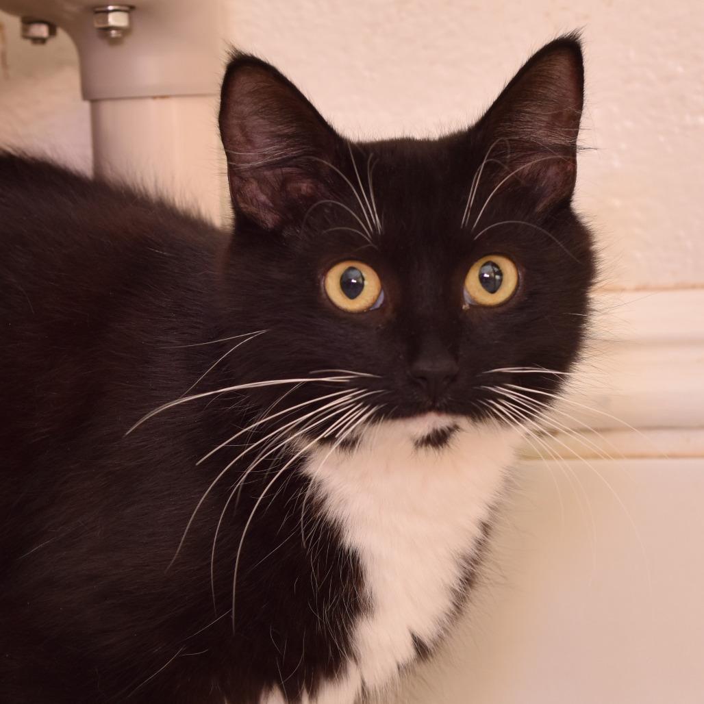 Mz. Tibbetts, Adoptable, Adult Female Domestic Long Hair.