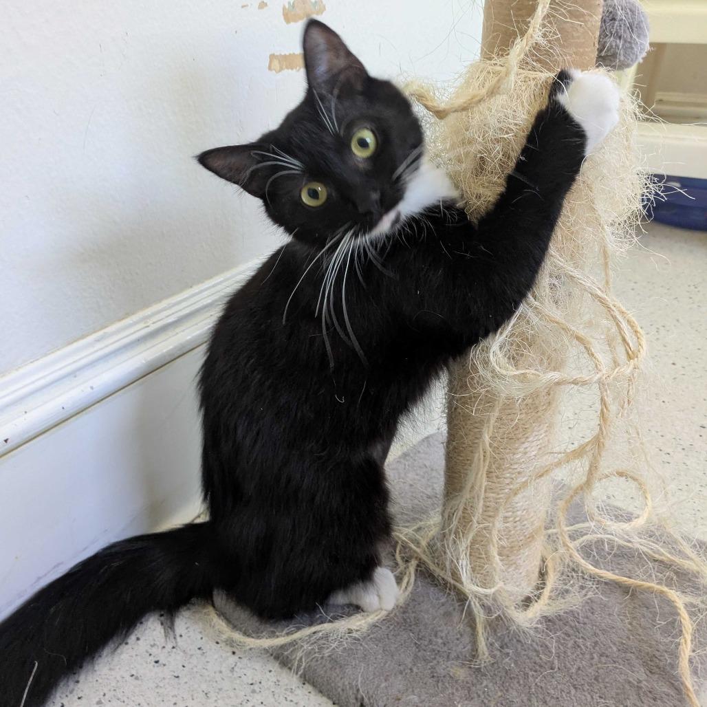 Mz. Tibbetts, a Adoptable Domestic Long Hair in Portland, OR image 2/4