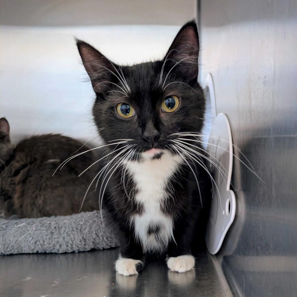 Mz. Tibbetts, a Adoptable Domestic Long Hair in Portland, OR image 3/4