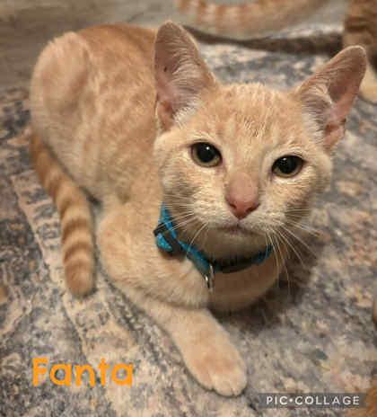 Enlarge Fanta, a ADOPTABLE mixed breed in DeKalb, IL image 2/3