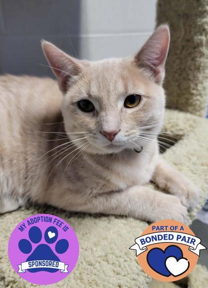 Enlarge Fanta, a ADOPTABLE mixed breed in DeKalb, IL image 1/3