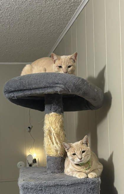 Enlarge Fanta, a ADOPTABLE mixed breed in DeKalb, IL image 3/3