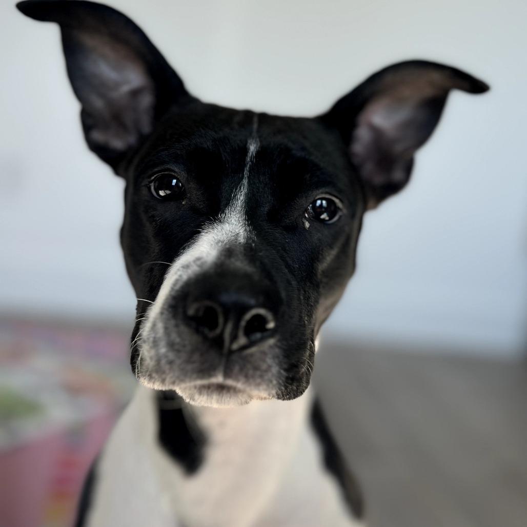Enlarge Cuddle Bug, a Adoptable mixed breed in Weatherford, TX image 1/6