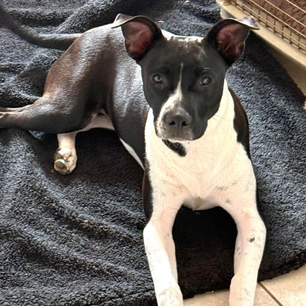 Enlarge Cuddle Bug, a Adoptable mixed breed in Weatherford, TX image 2/6