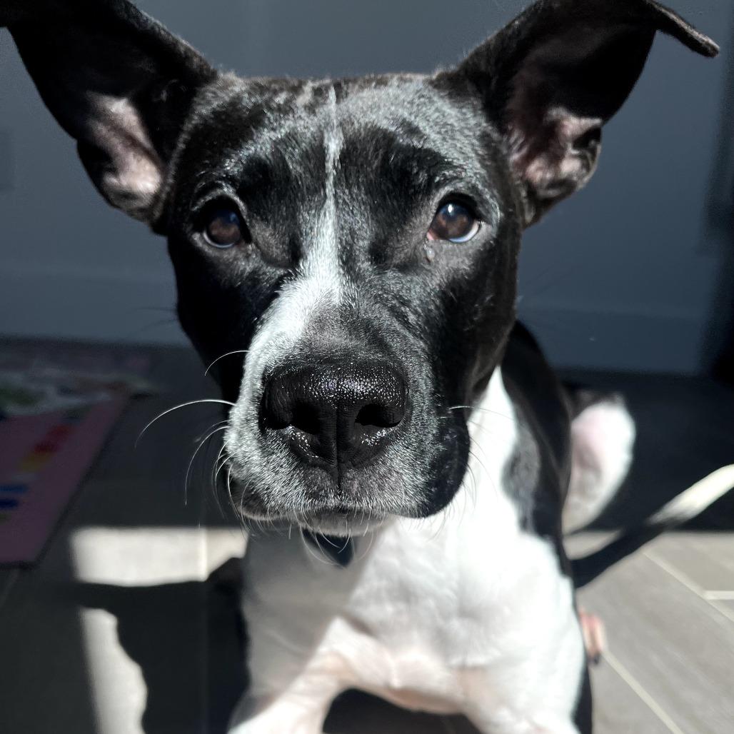 Enlarge Cuddle Bug, a Adoptable mixed breed in Weatherford, TX image 3/6