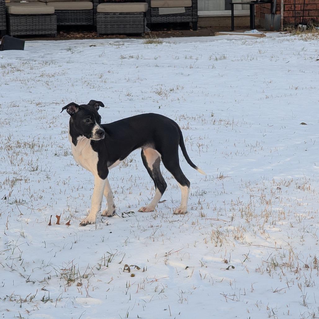 Enlarge Cuddle Bug, a Adoptable mixed breed in Weatherford, TX image 4/6