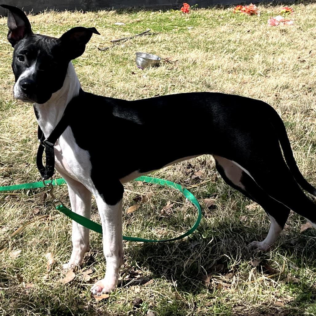 Enlarge Cuddle Bug, a Adoptable mixed breed in Weatherford, TX image 5/6