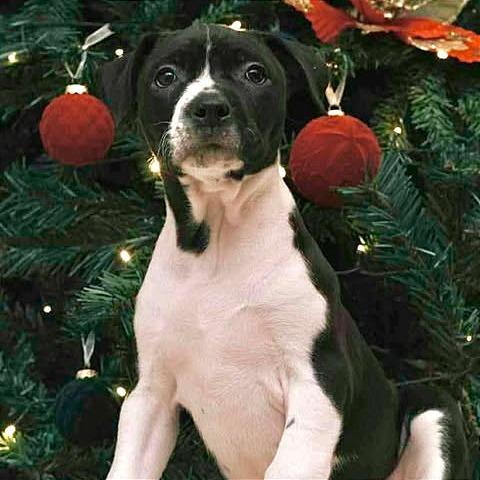 Enlarge Cuddle Bug, a Adoptable mixed breed in Weatherford, TX image 6/6