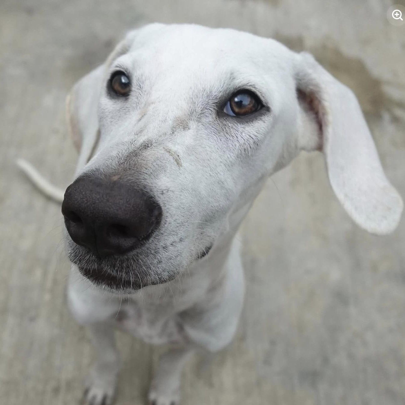 Enlarge Remo, a Adoptable mixed breed in Mississauga, ON image 3/5