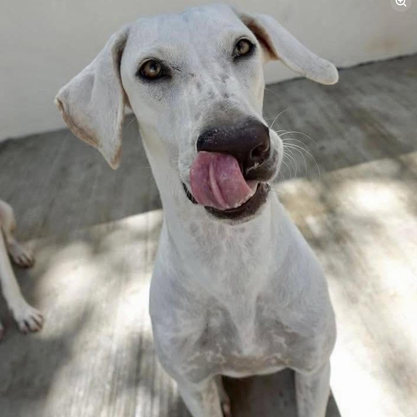 Enlarge Remo, a Adoptable mixed breed in Mississauga, ON image 2/5