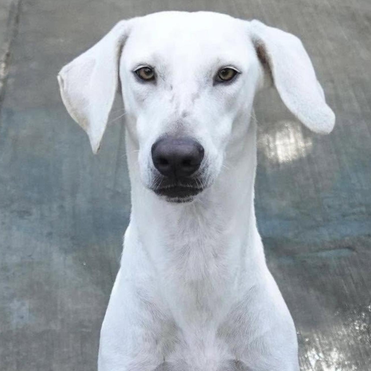 Enlarge Remo, a Adoptable mixed breed in Mississauga, ON image 5/5
