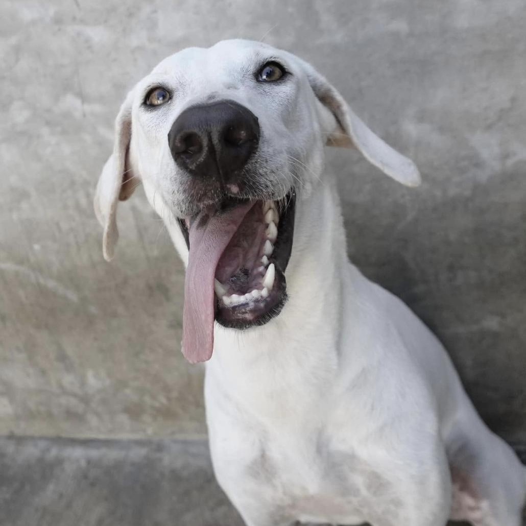 Enlarge Remo, a Adoptable mixed breed in Mississauga, ON image 4/5