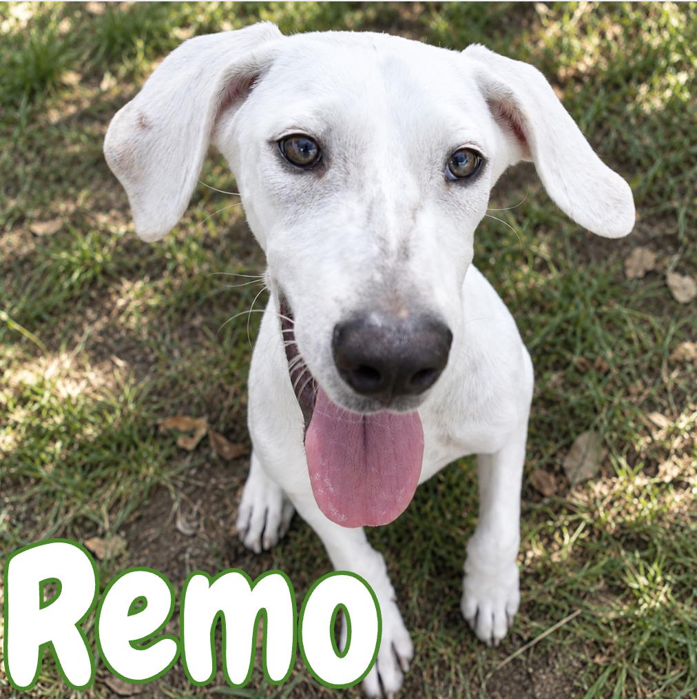 Enlarge Remo, a Adoptable mixed breed in Mississauga, ON image 1/5