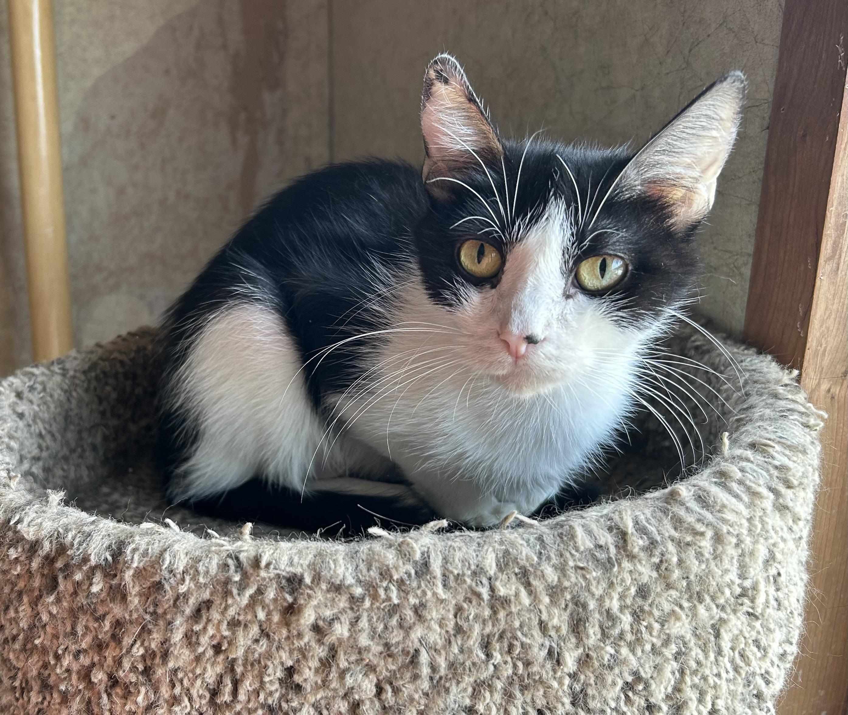 Enlarge Giselle, a Adoptable Domestic Short Hair in La Salle, IL image 1/1