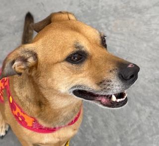 Enlarge Elle, a Adoptable mixed breed in Mount Juliet, TN image 1/6