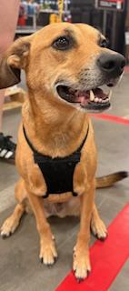 Enlarge Elle, a Adoptable mixed breed in Mount Juliet, TN image 6/6