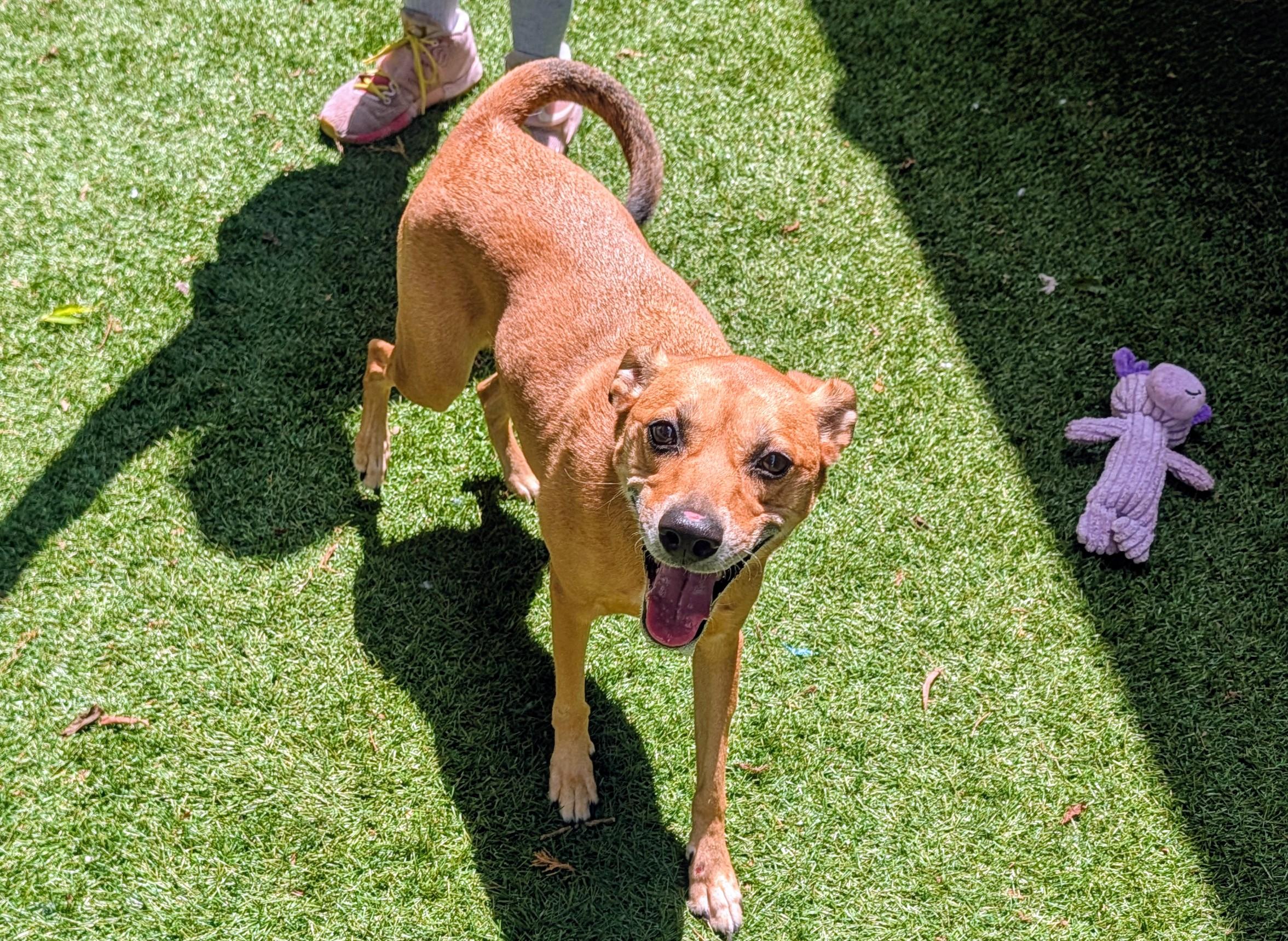 Enlarge Elle, a Adoptable mixed breed in Mount Juliet, TN image 2/6