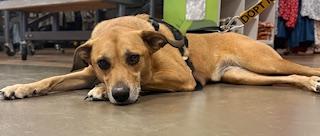 Enlarge Elle, a Adoptable mixed breed in Mount Juliet, TN image 5/6