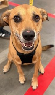 Enlarge Elle, a Adoptable mixed breed in Mount Juliet, TN image 4/6