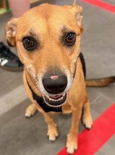 Enlarge Elle, a Adoptable mixed breed in Mount Juliet, TN image 3/6