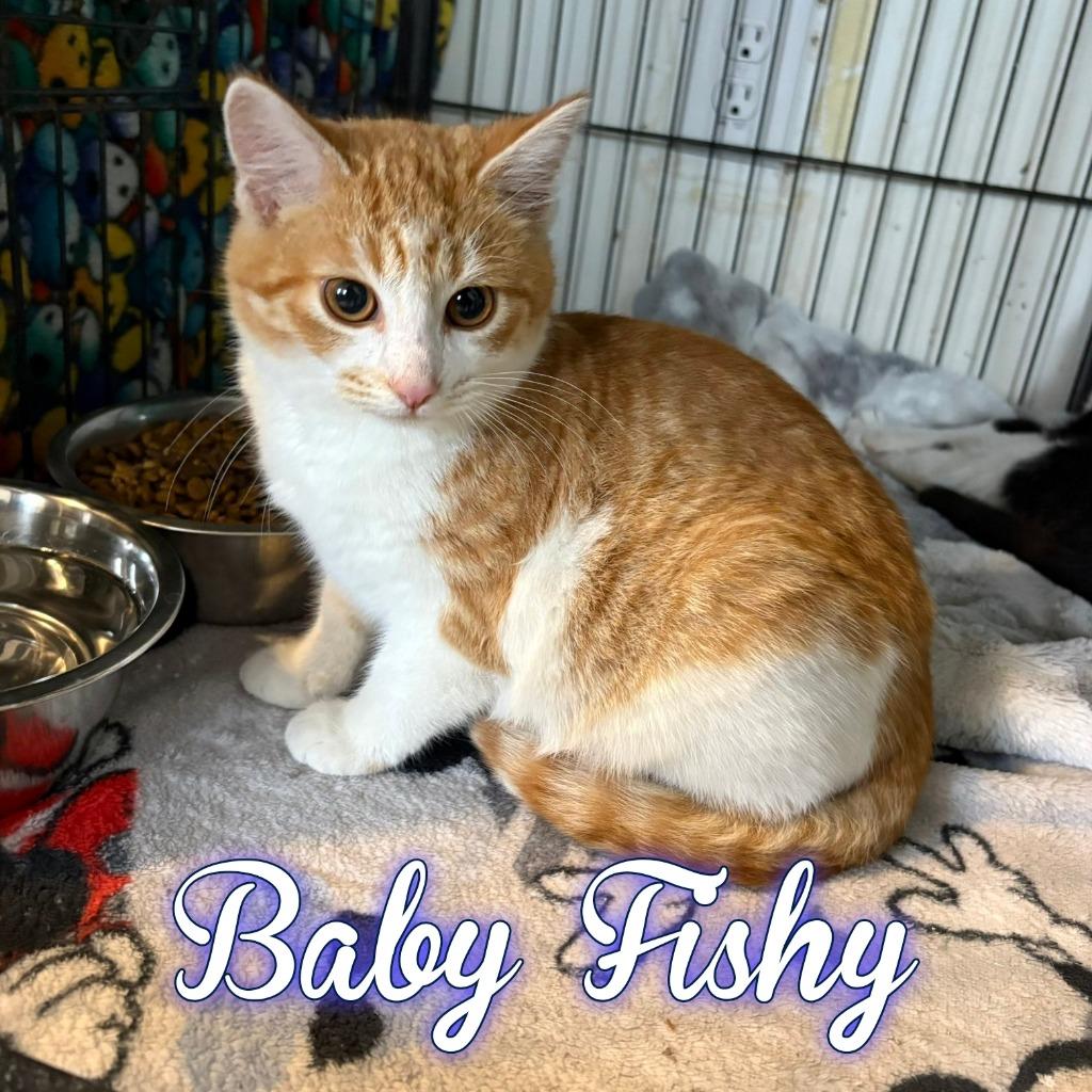 Enlarge Baby Fishy, a Adoptable Domestic Short Hair in Hillsboro, OH image 1/1
